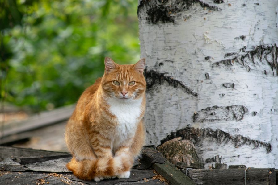 Русские имена для кошек