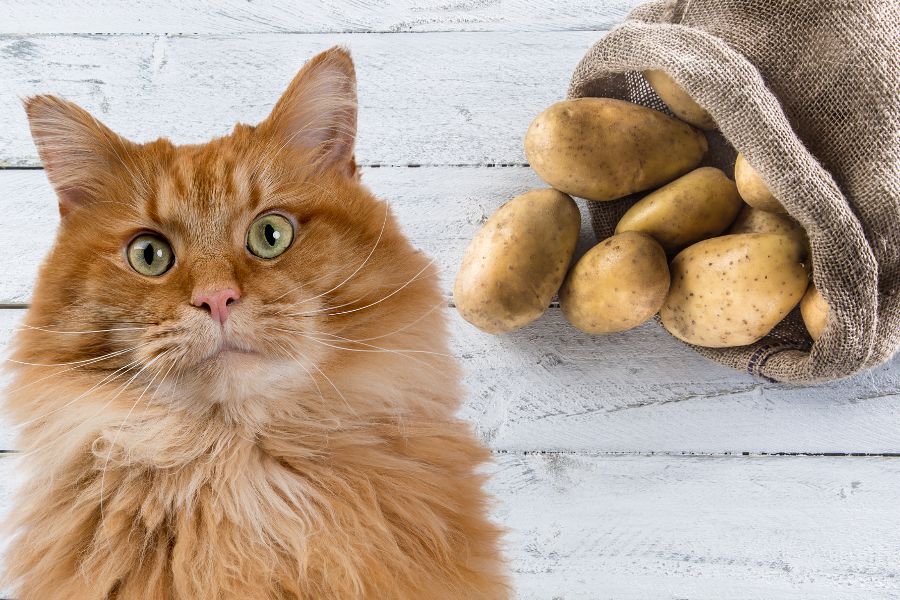 Котам можно картошку