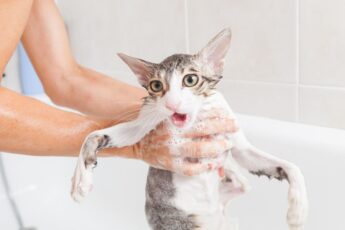 Нужно ли мыть кошек?