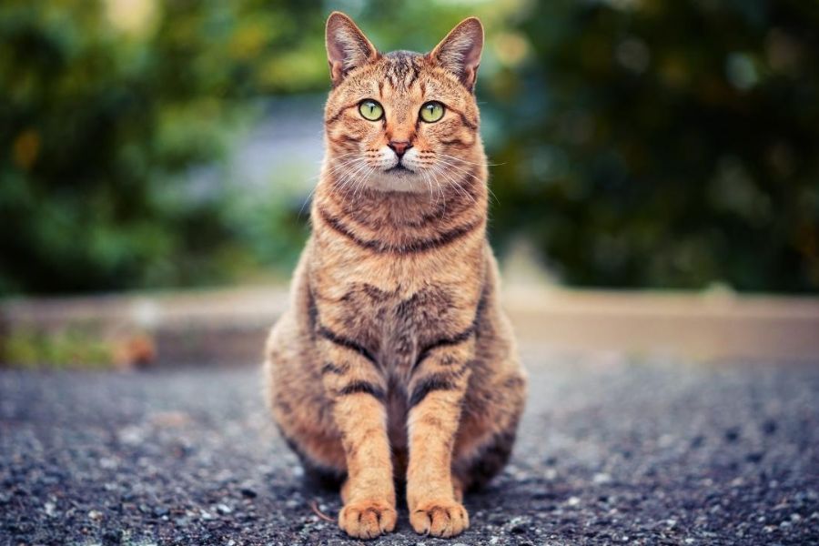 Австралийская дымчатая кошка: описание породы