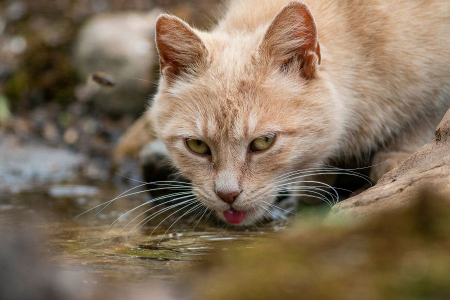 Дикая кошка пьет воду 