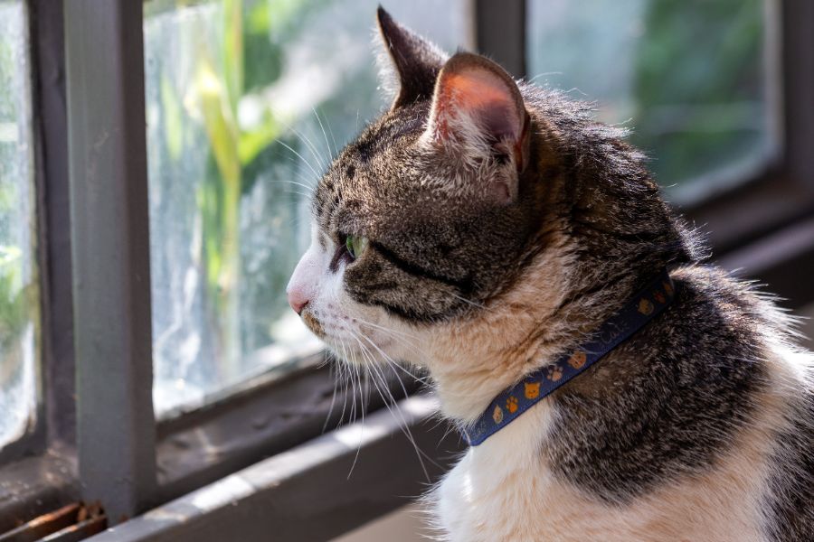 Американская жесткошёрстная кошка грустит у окна 