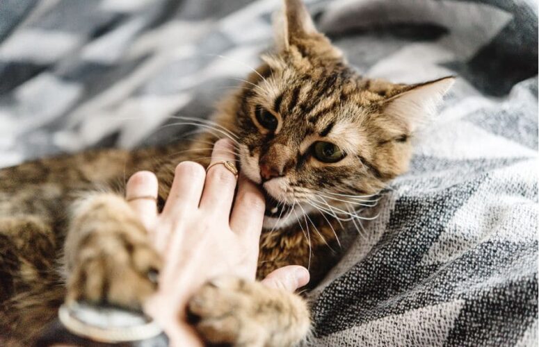 Почему кошка кусается, когда ее гладишь