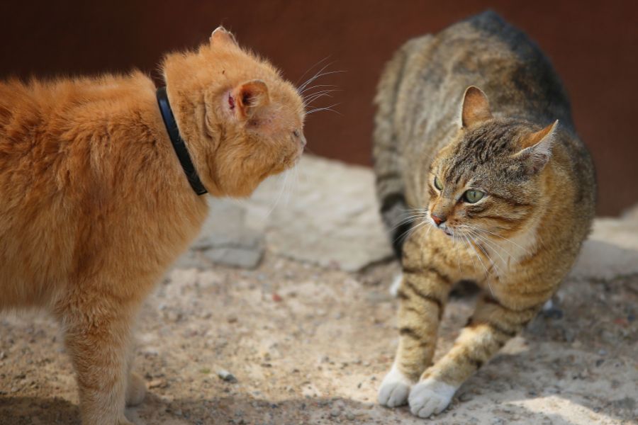 Кошка проявляет агрессию к другой кошке