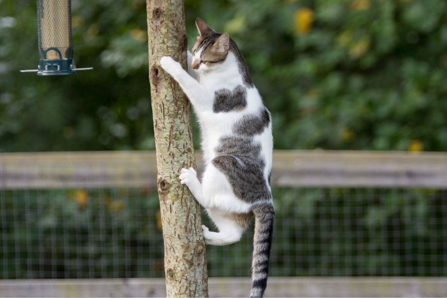 Кот лезет на дерево 