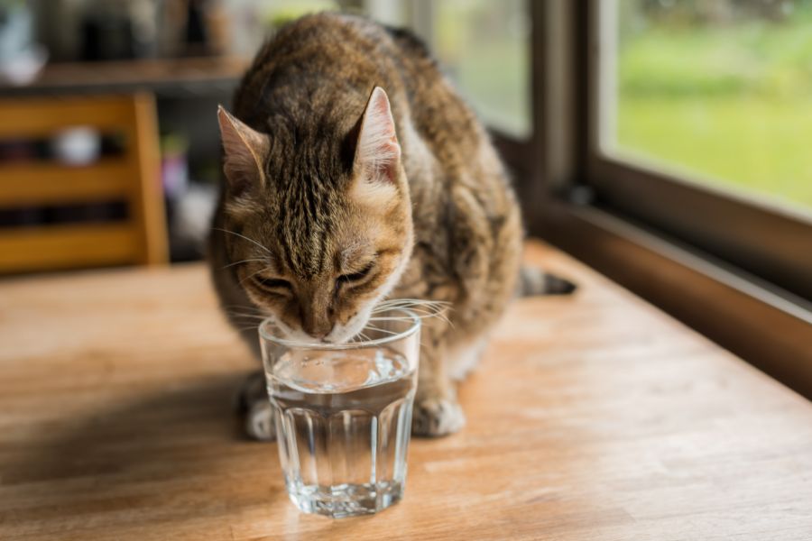 Кот пьет воду из стакана 