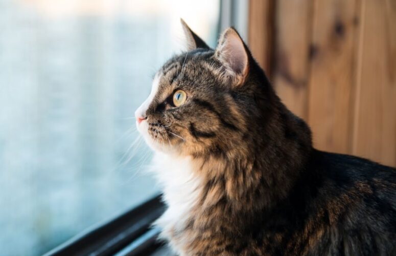 На сколько дней можно оставить кошку одну