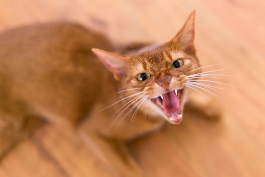 Почему кошка стала агрессивной?