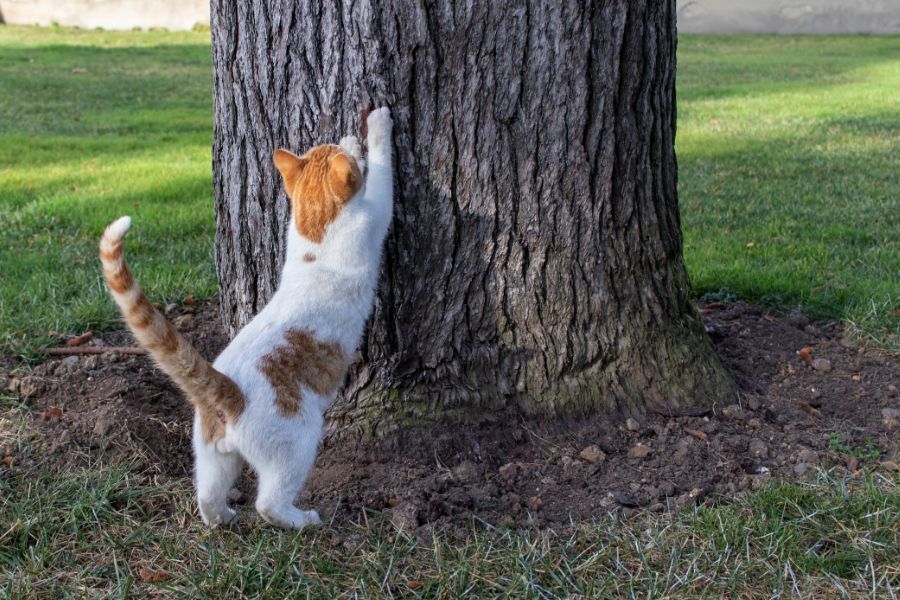 Кот точит когти о дерево