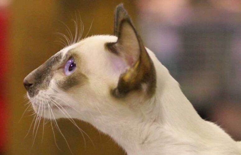 Сейшельская кошка