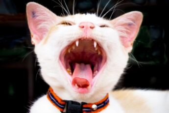 Сколько зубов у кошки