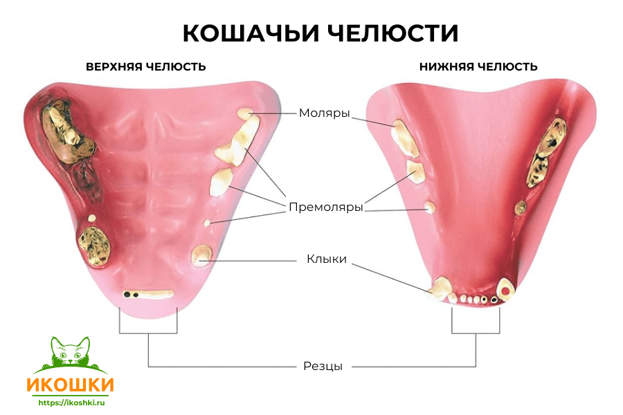 Строение зубов у кошки