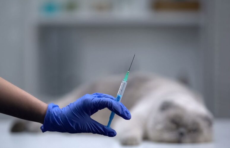 Как усыпляют котов