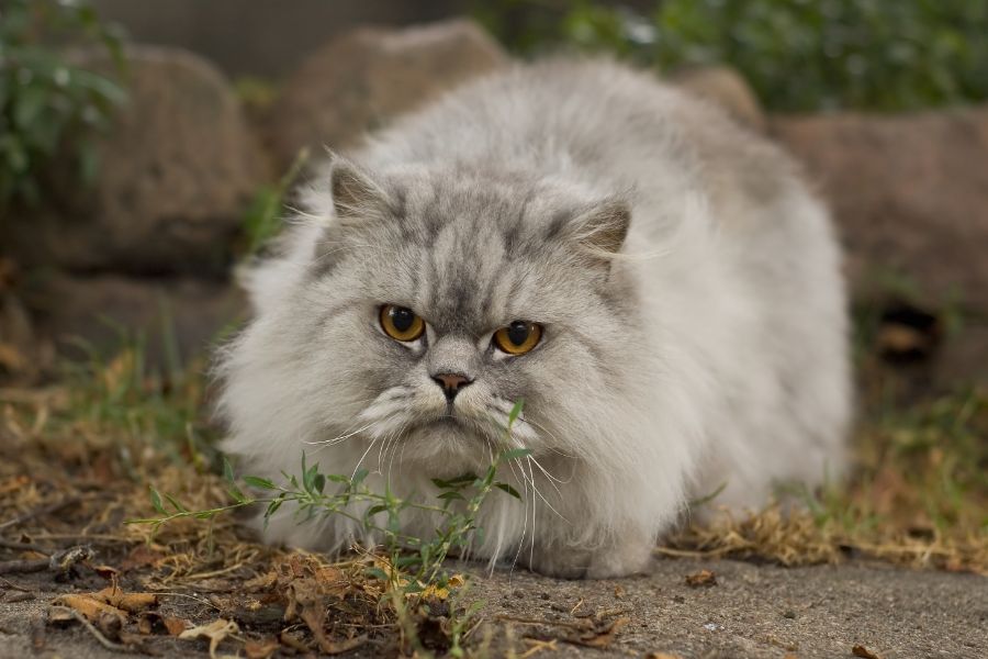 Персидский кот