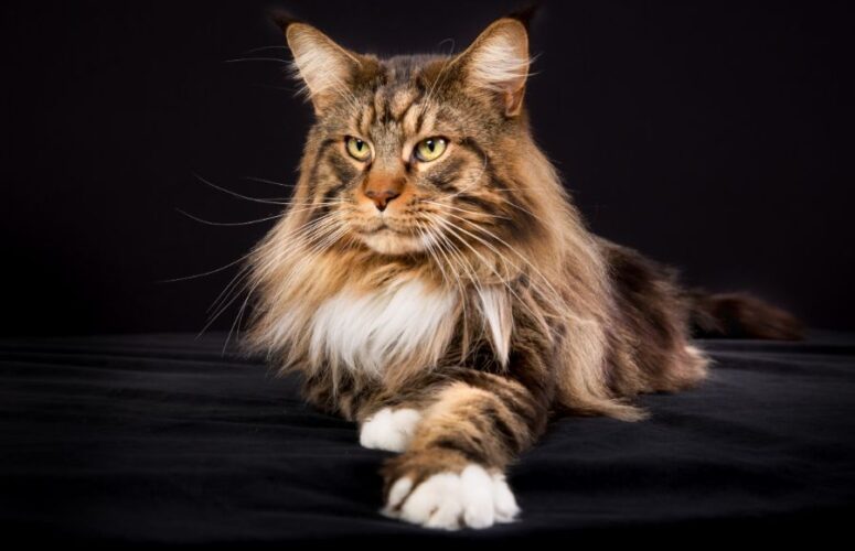 Сколько живут-мейн куны