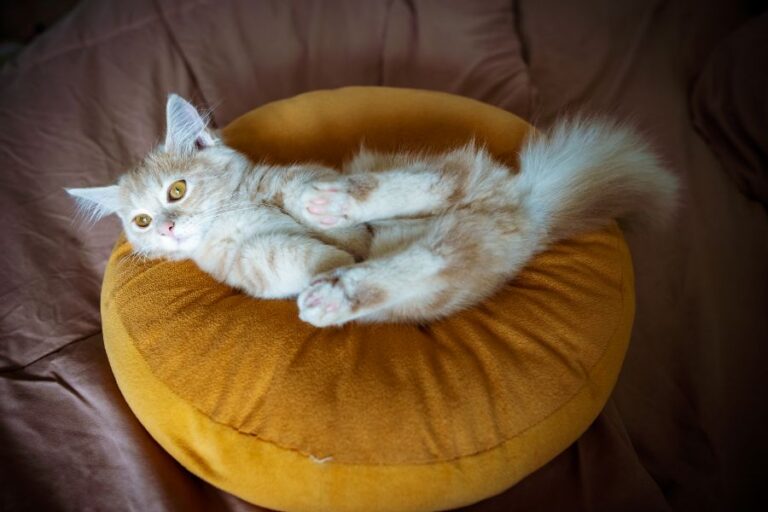 Манчкин: кошка с короткими лапами | Все о породе, фото, цена