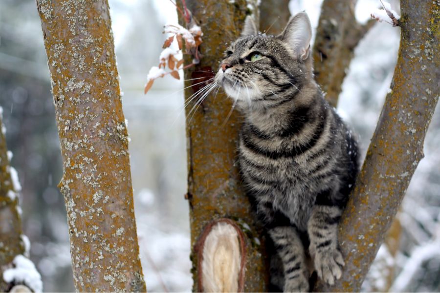 Кошка зимой на дереве 