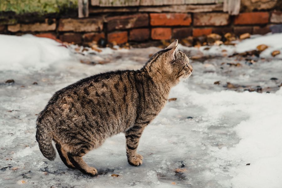 Кошка зимой на улице 