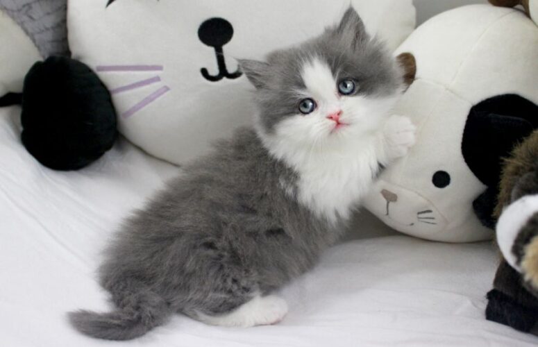 Как приучить котенка к имени?