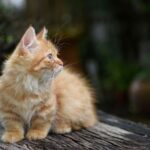 Манчкин: кошка с короткими лапами | Все о породе, фото, цена