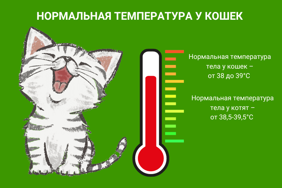 Какая нормальная температура у кошек