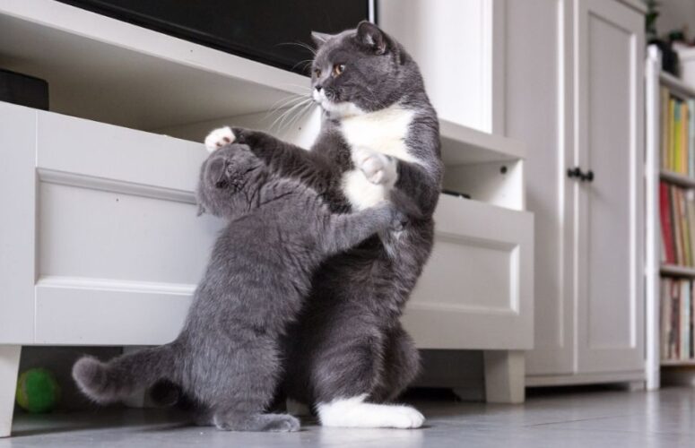 Почему кошки дерутся