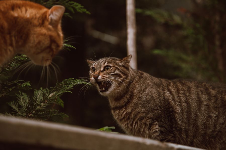 Почему коты дерутся