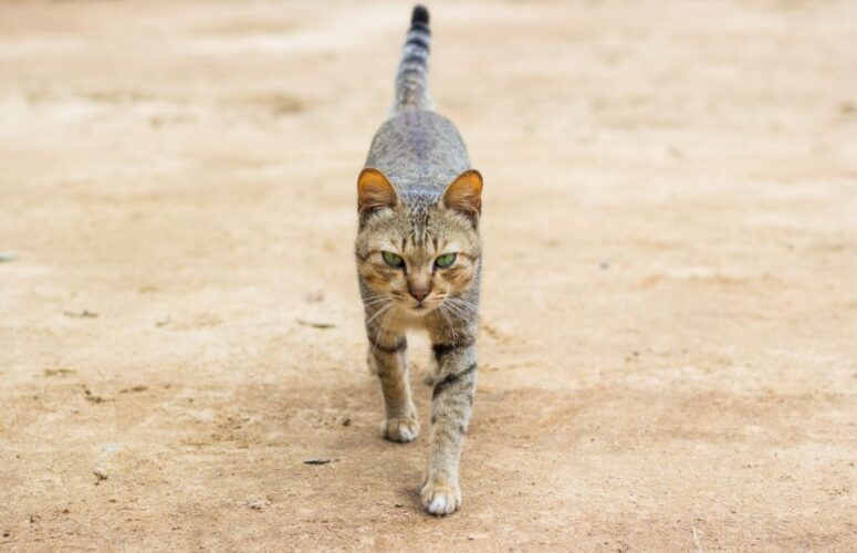 Сколько кот может гулять не приходя домой
