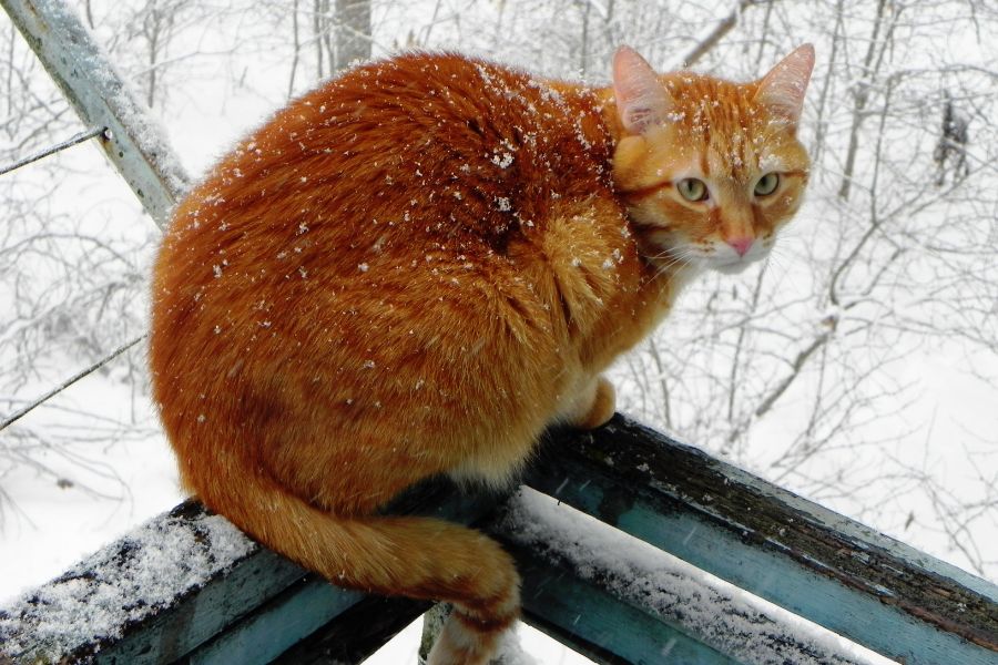 Выживет ли кошка зимой на улице?