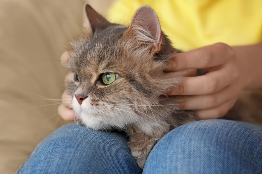 Чем полезны кошки для людей