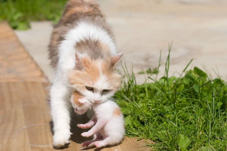 Едят ли кошки своих котят 