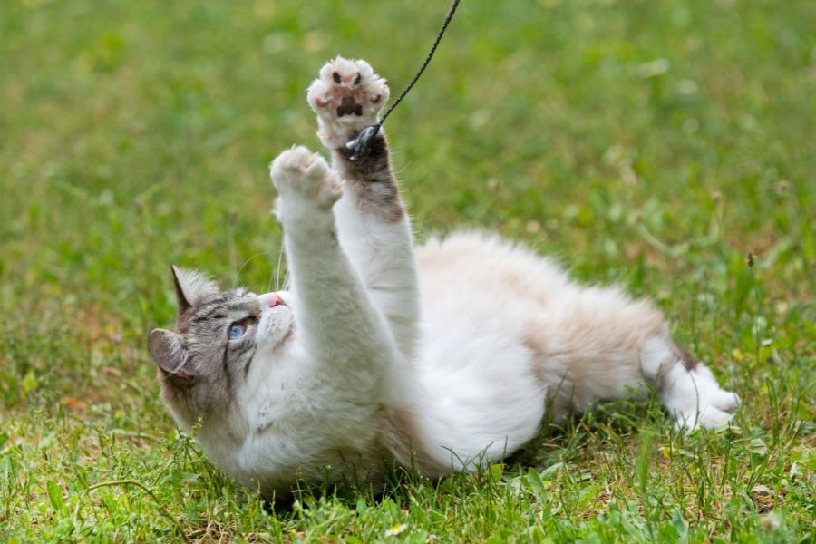 Кошка рэгдолл играет на траве 