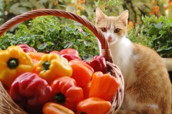 Можно ли давать кошкам болгарский перец