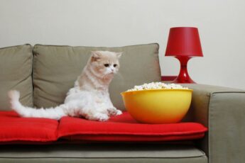 Можно ли кошкам попкорн