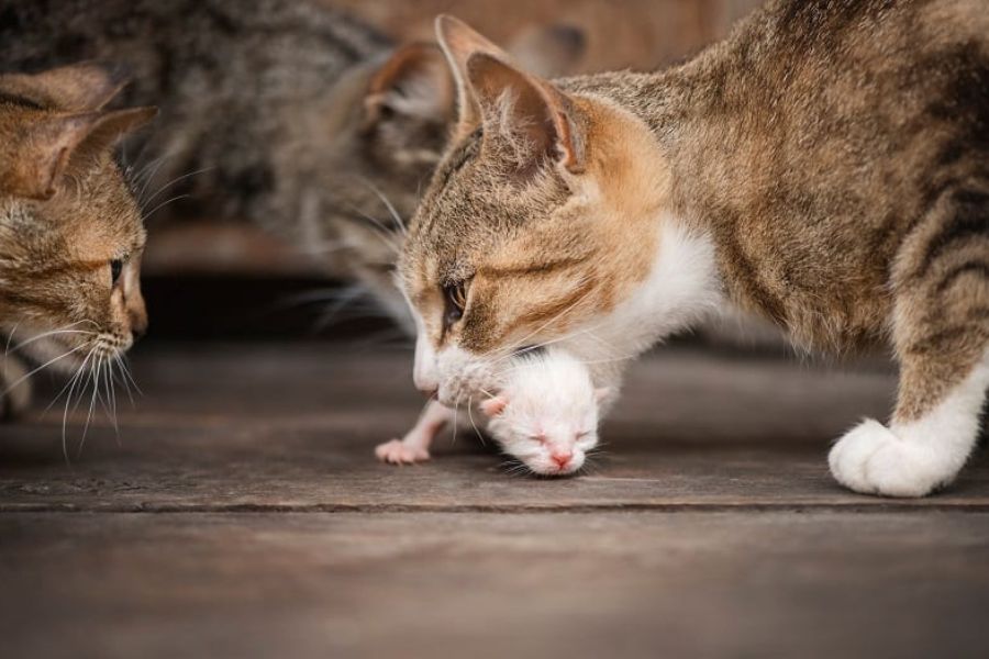 Почему кошки едят своих новорожденных котят 