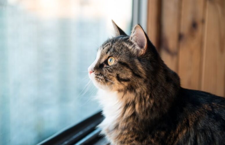 Почему кошки любят смотреть в окно