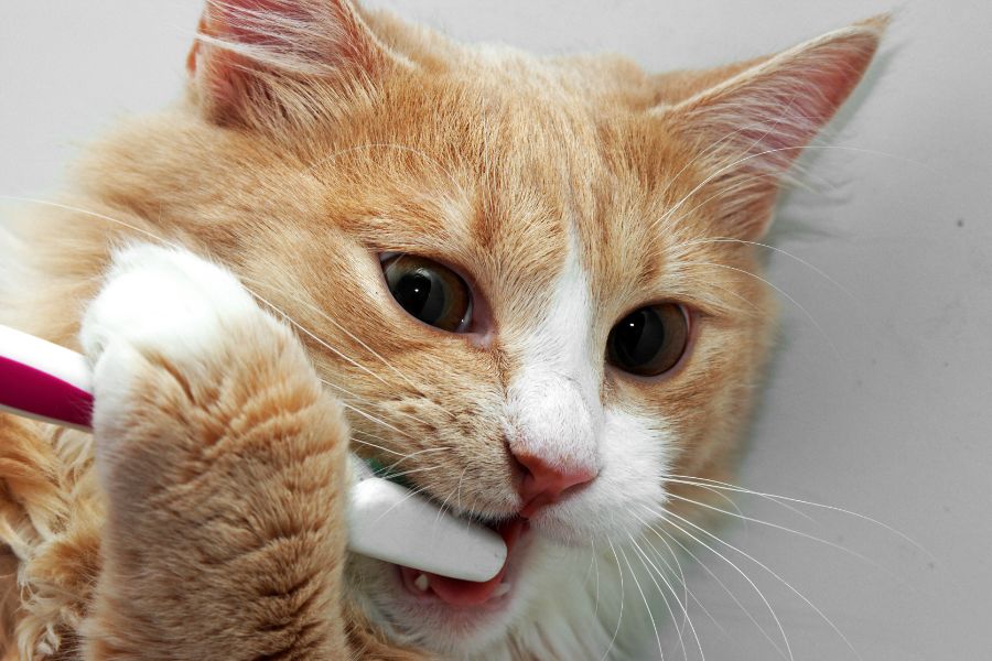 Как чистить зубы кошкам 