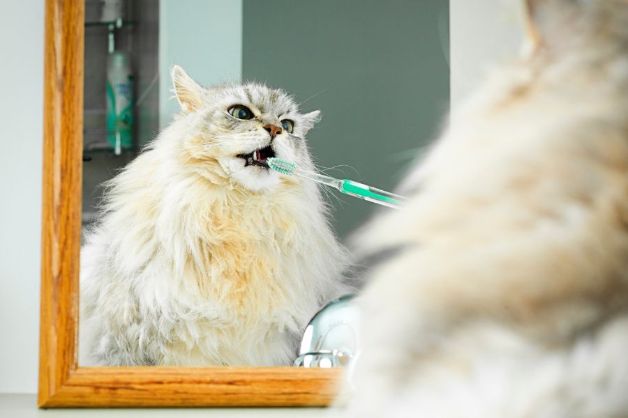 Как чистить зубы кошке 