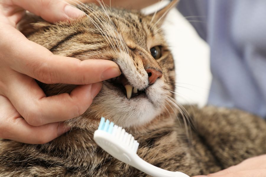 Как чистить зубы коту