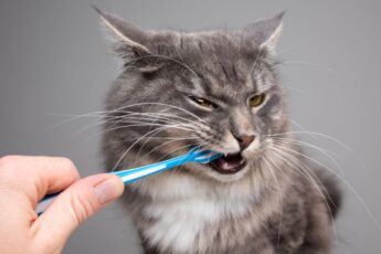 Как почистить зубы коту