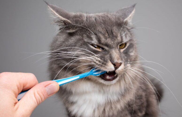 Как почистить зубы коту