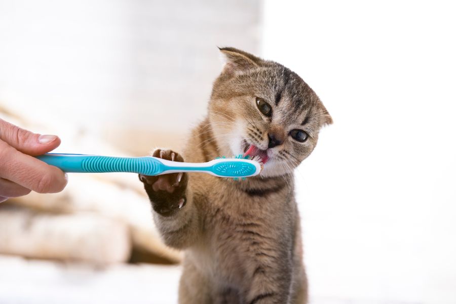 Как чистить зубы котятам 