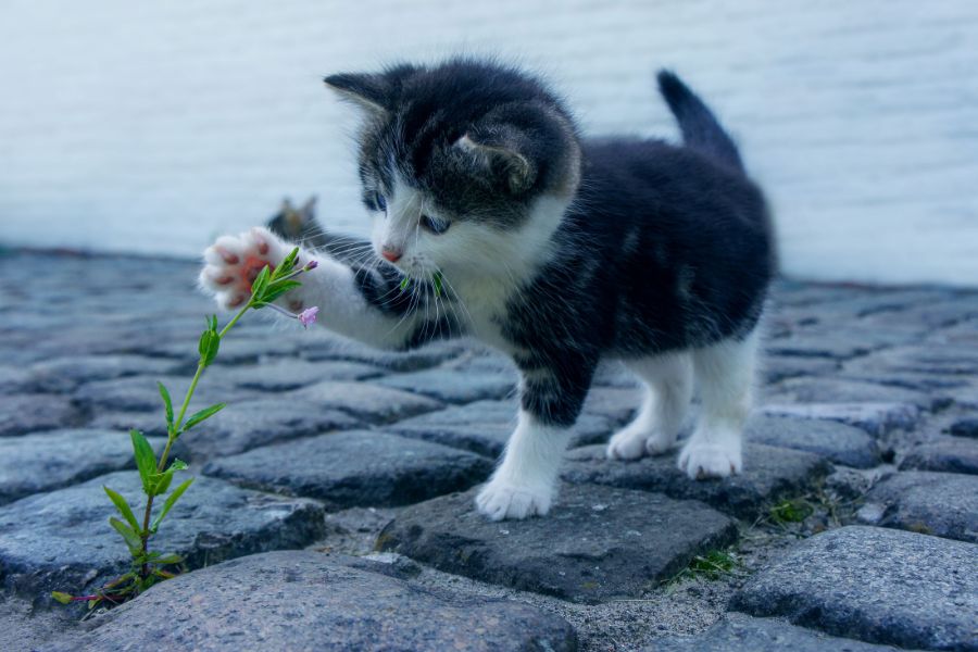 Меняется ли характер котёнка с возрастом?