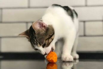 Можно ли кошкам морковь