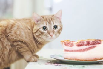 правильные корма для кошек. можно ли кошкам смешать. нельзя мешать сухой корм и натуралку. натуралка корм для котов. комбинирование мокрого и сухого корма.