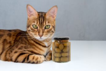 Можно ли кошкам оливки