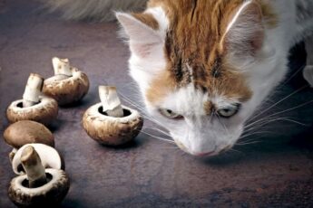 Можно ли котам грибы