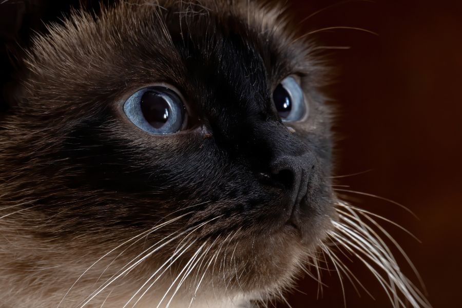 Порода сиамская кошка 