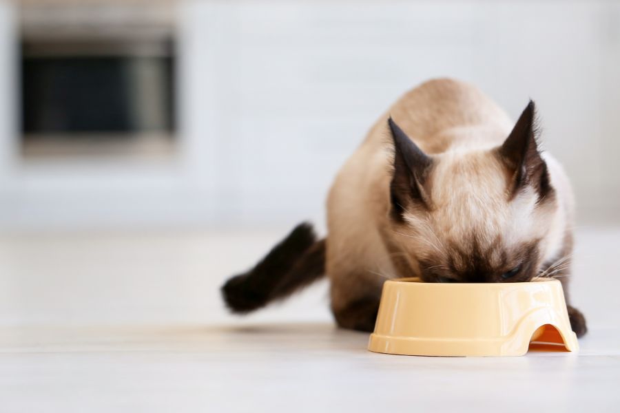 Сиамская кошка ест корм 