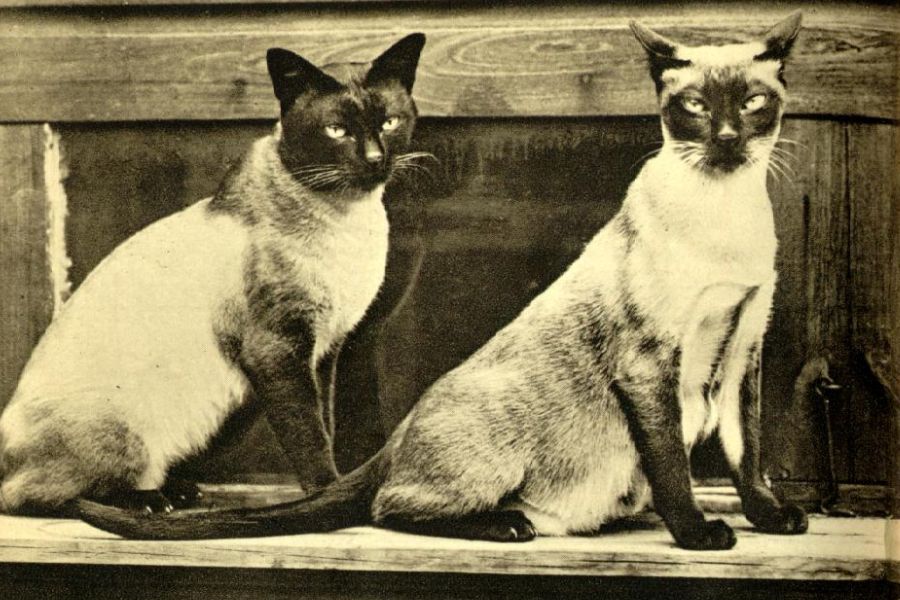 Сиамские кошки: старое фото